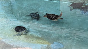 新江ノ島水族館に投稿された画像（2024/8/6）