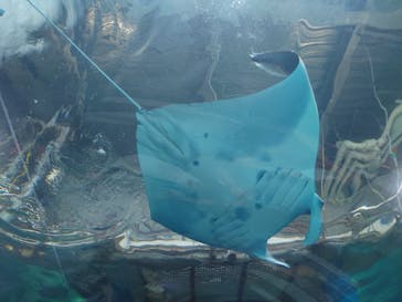 マクセル アクアパーク品川に投稿された画像（2024/8/6）