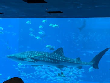 沖縄美ら海水族館に投稿された画像（2024/8/6）
