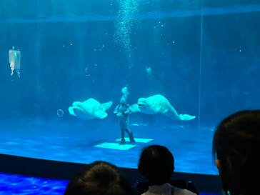 島根県立 しまね海洋館に投稿された画像（2024/8/6）