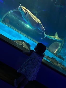 島根県立 しまね海洋館に投稿された画像（2024/8/6）