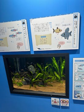 ゆるゆる図鑑　アマゾン展に投稿された画像（2024/8/6）