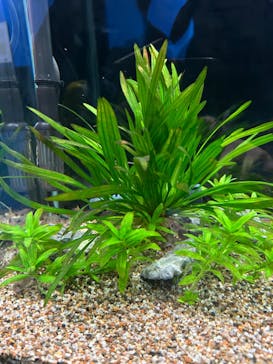 ゆるゆる図鑑　アマゾン展に投稿された画像（2024/8/6）