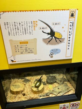 ゆるゆる図鑑　アマゾン展に投稿された画像（2024/8/6）