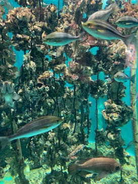 仙台うみの杜水族館に投稿された画像（2024/8/6）