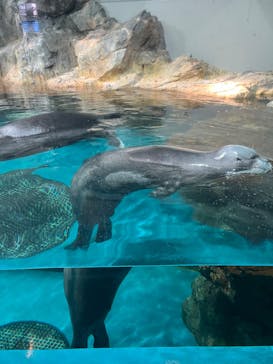 大分マリーンパレス水族館 「うみたまご」に投稿された画像（2024/8/6）