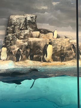 名古屋港水族館に投稿された画像（2024/8/6）