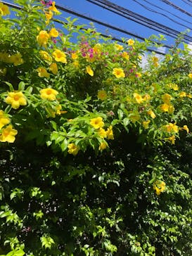 ナゴパイナップルパークに投稿された画像（2024/8/6）