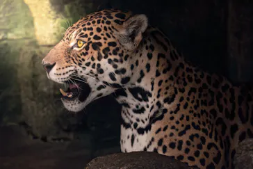 天王寺動物園に投稿された画像（2024/8/6）