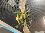 特別展「昆虫 MANIAC」（国立科学博物館）に投稿された画像（2024/7/29）