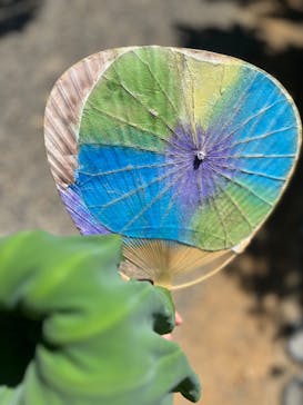 三溪園に投稿された画像（2024/8/6）