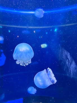 新江ノ島水族館に投稿された画像（2024/8/6）