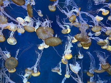 新江ノ島水族館に投稿された画像（2024/8/6）