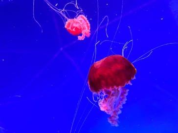 新江ノ島水族館に投稿された画像（2024/8/6）