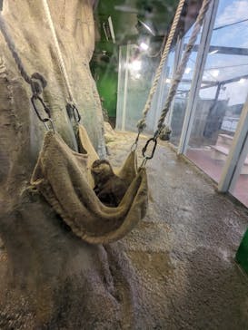 新江ノ島水族館に投稿された画像（2024/8/6）