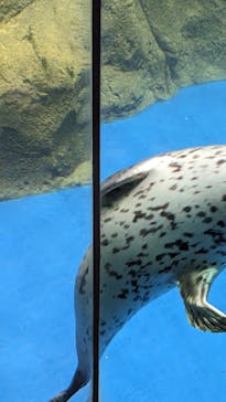 新江ノ島水族館に投稿された画像（2024/8/6）