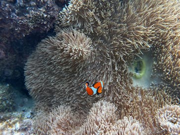 marine assist DEMI（マリンアシストデミ）に投稿された画像（2024/8/6）