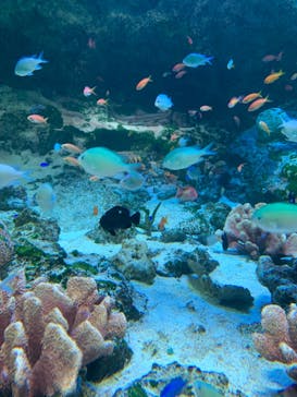 マクセル アクアパーク品川に投稿された画像（2024/8/7）