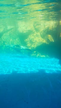 島根県立 しまね海洋館に投稿された画像（2024/8/7）