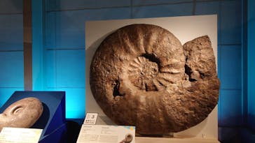 巨大恐竜展2024に投稿された画像（2024/8/7）