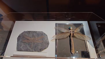 巨大恐竜展2024に投稿された画像（2024/8/7）