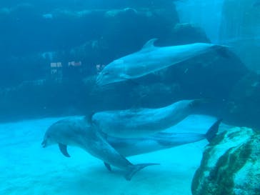 名古屋港水族館に投稿された画像（2024/8/7）