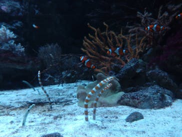 マクセル アクアパーク品川に投稿された画像（2024/8/7）