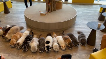 猫カフェモカ 京都河原町店に投稿された画像（2024/8/7）