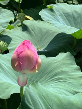 小田原城に投稿された画像（2024/8/7）