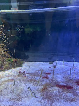 名古屋港水族館に投稿された画像（2024/8/7）