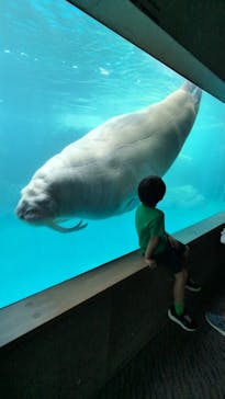 大分マリーンパレス水族館 「うみたまご」に投稿された画像（2024/8/7）