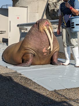 大分マリーンパレス水族館 「うみたまご」に投稿された画像（2024/8/7）