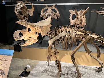 福井県立恐竜博物館に投稿された画像（2024/8/7）