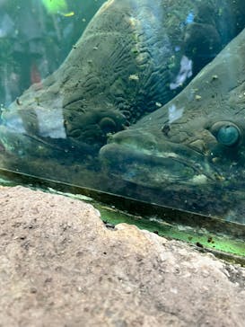 神戸どうぶつ王国に投稿された画像（2024/8/7）