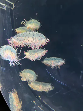 仙台うみの杜水族館に投稿された画像（2024/8/7）