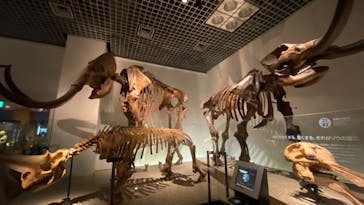 国立科学博物館に投稿された画像（2024/8/7）