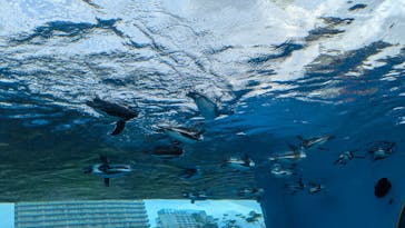 サンシャイン水族館に投稿された画像（2024/8/7）