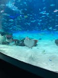 サンシャイン水族館に投稿された画像（2024/8/7）