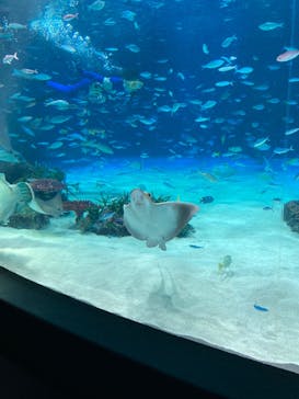 サンシャイン水族館に投稿された画像（2024/8/7）