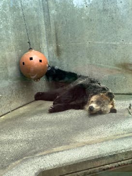 日立市かみね動物園に投稿された画像（2024/8/7）