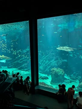 マリンワールド海の中道に投稿された画像（2024/8/7）