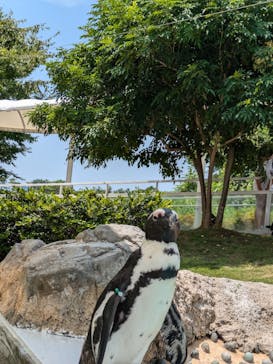 マリンワールド海の中道に投稿された画像（2024/8/7）