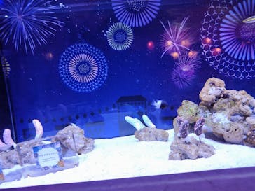 マクセル アクアパーク品川に投稿された画像（2024/8/7）