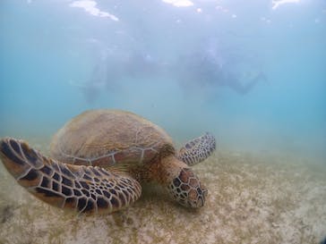 初心者専門宮古島シュノーケリングツアーに投稿された画像（2024/8/7）
