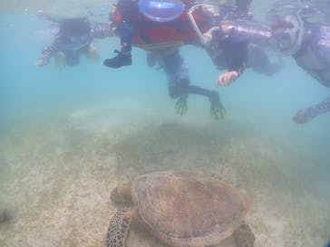 初心者専門宮古島シュノーケリングツアーに投稿された画像（2024/8/7）