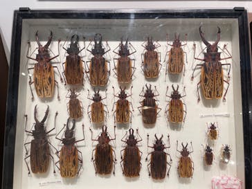 特別展「昆虫 MANIAC」（国立科学博物館）に投稿された画像（2024/8/7）