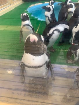 名古屋港水族館に投稿された画像（2024/8/7）