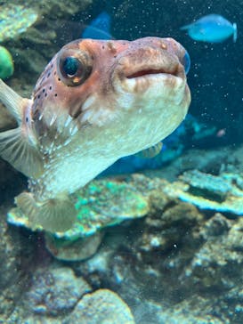 名古屋港水族館に投稿された画像（2024/8/7）