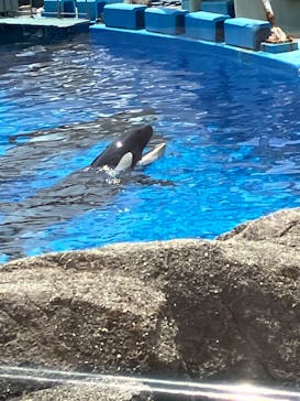 名古屋港水族館に投稿された画像（2024/8/7）