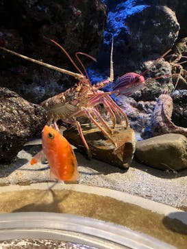 名古屋港水族館に投稿された画像（2024/8/7）